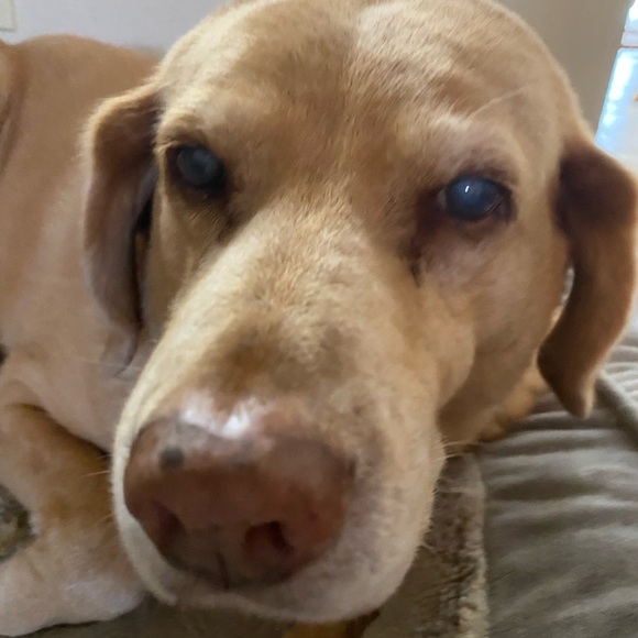 Freebird Breez Strappy Leather Gladiator Sandal Heels Brown Multi 8 EUC - Picture 8 of 8